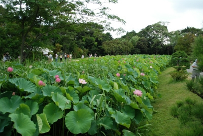 三溪園で蓮鑑賞_c0159524_22574358.jpg