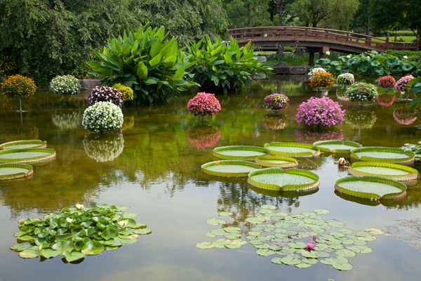 水生植物公園みずの森_a0166729_22112885.jpg