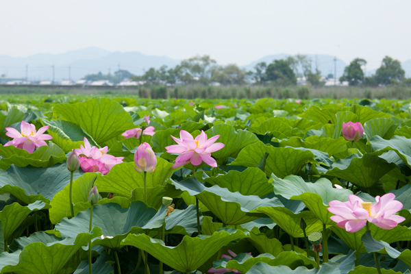 水生植物公園みずの森_a0166729_22171227.jpg