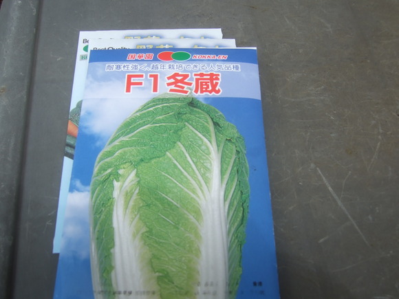 秋冬野菜の種まきを始めました。_b0137932_12342851.jpg