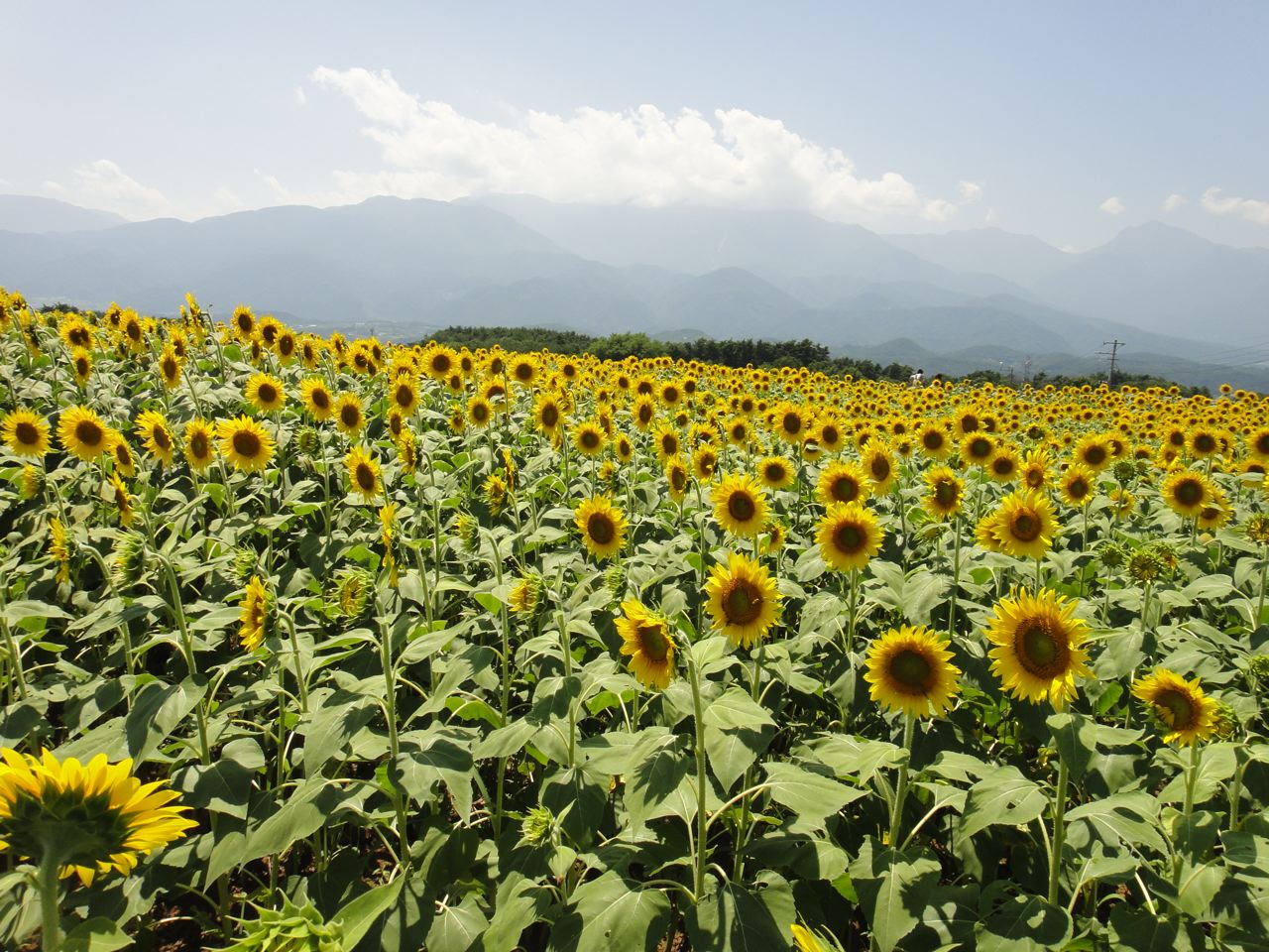 夏休みのお知らせ_f0123137_122026.jpg