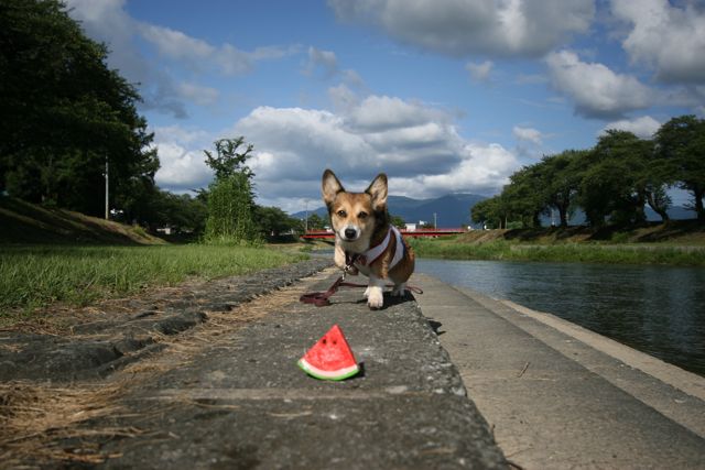 夏のスイカおもちゃとヒナタ_b0031538_23201852.jpg