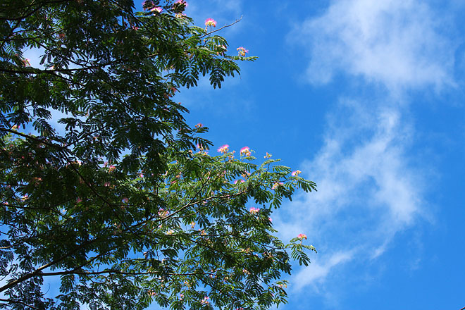 c0067040_8594576.jpg