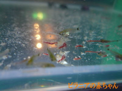 d0013645_15205623.jpg