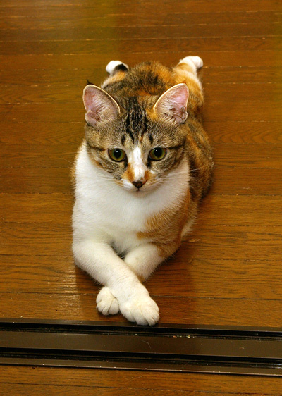 今日は、手をクロスしてみました。_a0028451_13463927.jpg