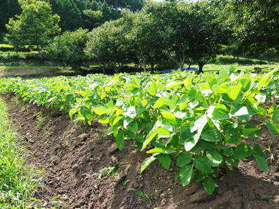 FLC日記 敷地でしりとり(夏編)_a0254656_18354523.jpg