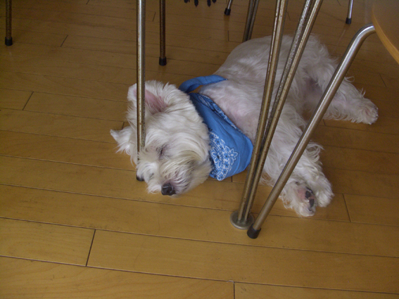 夏の午後_b0107163_1016748.jpg