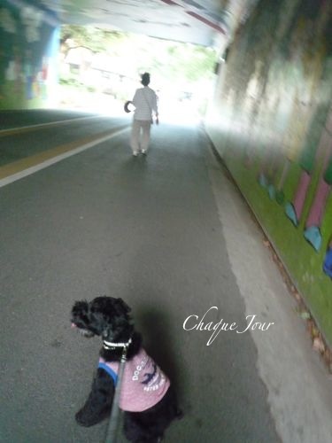 夏の終わりかけ…蝉の一生_d0266681_8523078.jpg