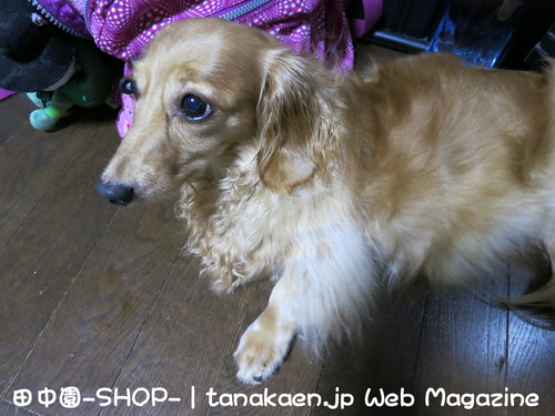 ご来店。迷惑かけてありがとう。_b0200291_2124789.jpg