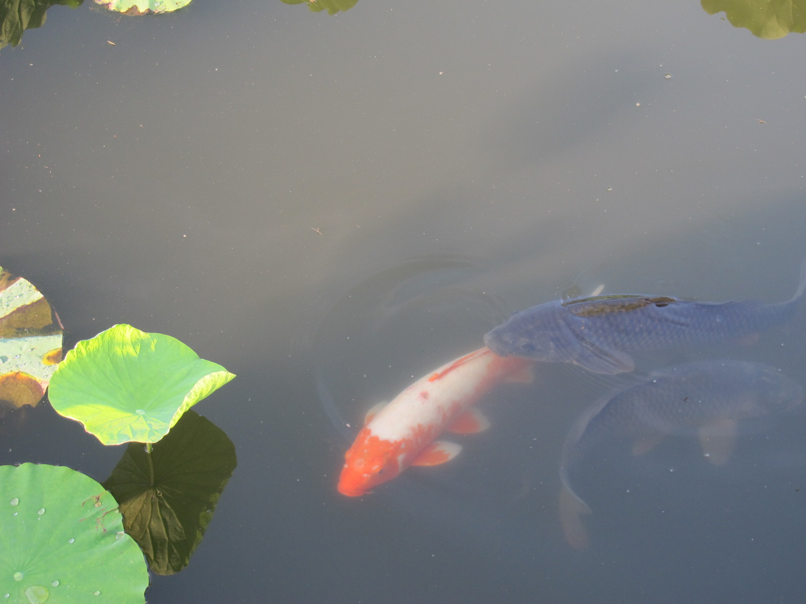 松が岬公園の見事な蓮の花（３）_c0075701_7443853.jpg