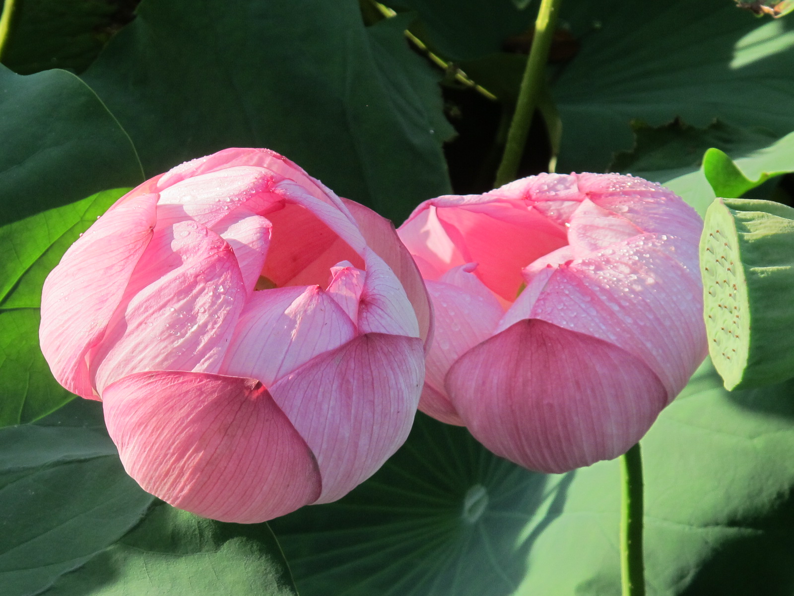 松が岬公園の見事な蓮の花（３）_c0075701_7445113.jpg