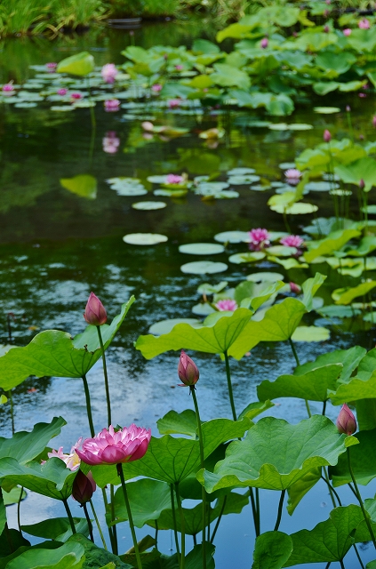 勧修寺　夏の氷室池_a0169902_0473066.jpg