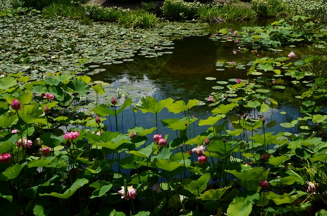 勧修寺　夏の氷室池_a0169902_0482477.jpg