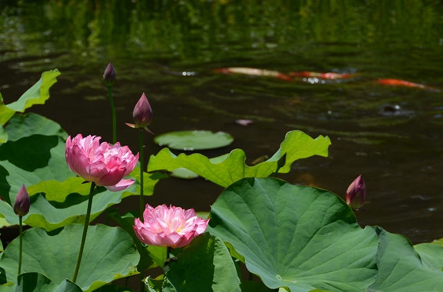 勧修寺　夏の氷室池_a0169902_0483848.jpg