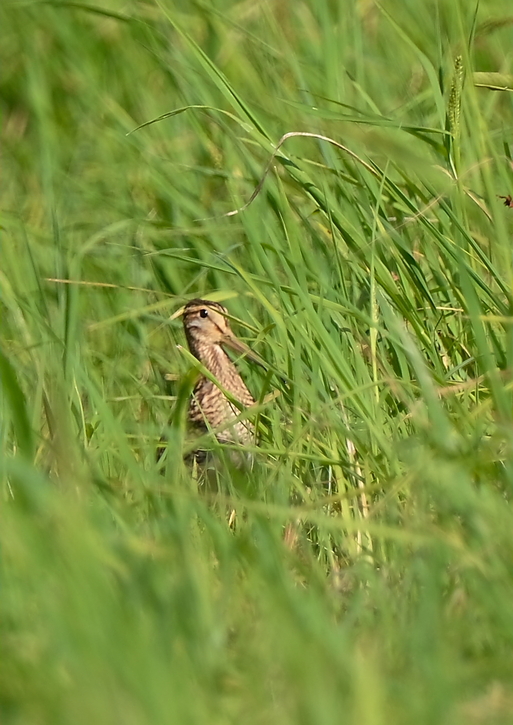 　2012　08　16　〇〇？シギ_d0127815_7385719.jpg