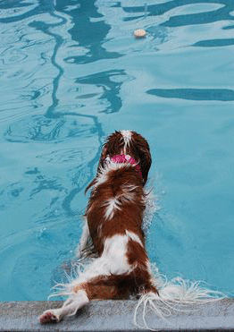 f0214121_22135028.gif