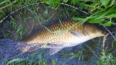 朝練の際の珍客（5月下旬の釣行記です）_f0087933_18164250.jpg