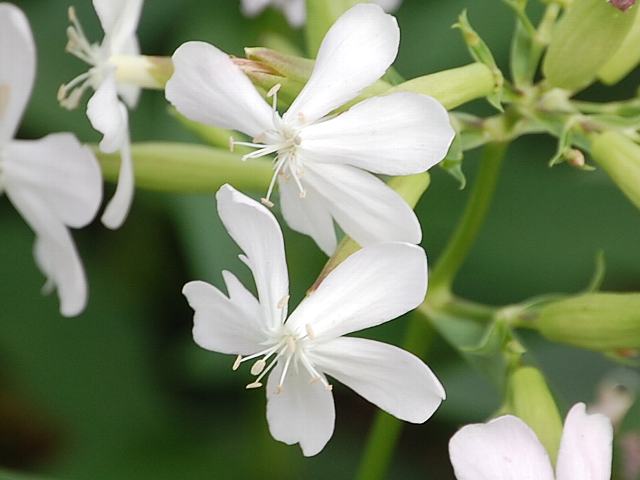 サボン草 サボンソウ ポピュラーな花 サボン草 サボンソウ ポピュラーな花