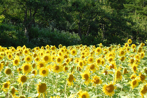 夏旅2012～富良野～ _a0043747_18543657.jpg