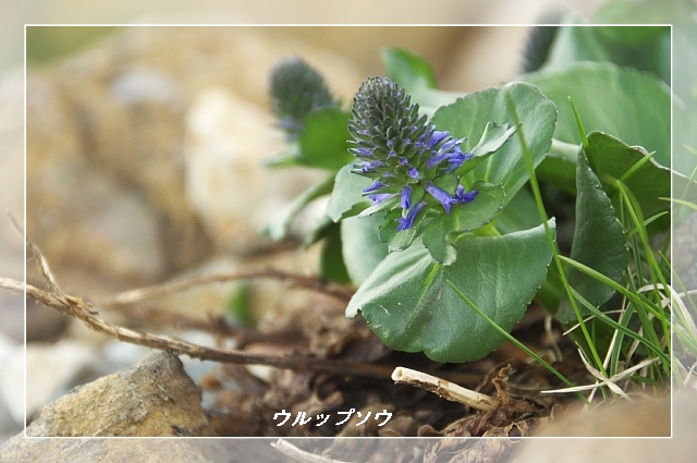 夏のアルプスを彩る高山植物 Happy Photo Life 夏のアルプスを彩る高山植物 Happy Photo Life
