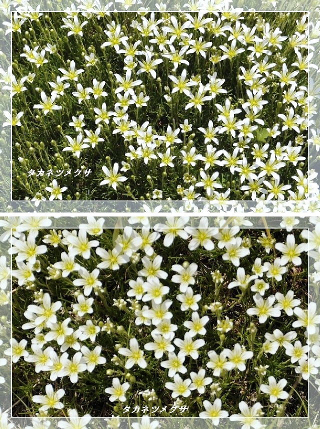 夏のアルプスを彩る高山植物 Happy Photo Life 夏のアルプスを彩る高山植物 Happy Photo Life