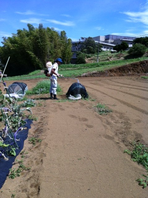 今朝は堆肥運び入れ＆給水＆収穫_c0222448_13424968.jpg