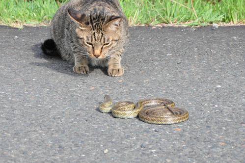 ねこパンチ 8 16 あずき編 綾部ふれあい牧場 日記 ねこパンチ 8 16 あずき編 綾部ふれあい牧場 日記