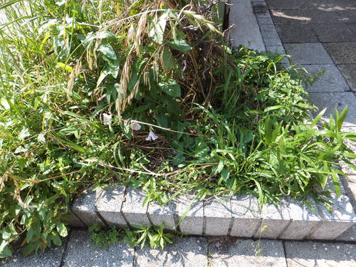 2012　向日葵プロジェクト_f0183554_1365919.jpg