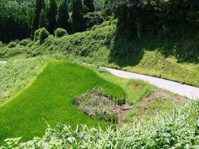 菊池水源棚田米 元気に成長中!_a0254656_17363587.jpg