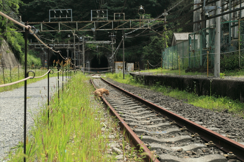 涼を求めて　アプトの道　_b0181761_12331719.jpg