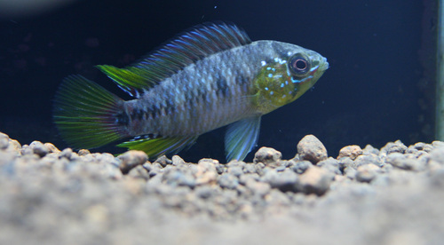 a0162263_21344417.jpg