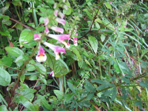 e0271867_68012.jpg