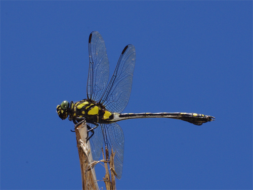 ウチワ兄弟の池_e0167571_22173264.jpg