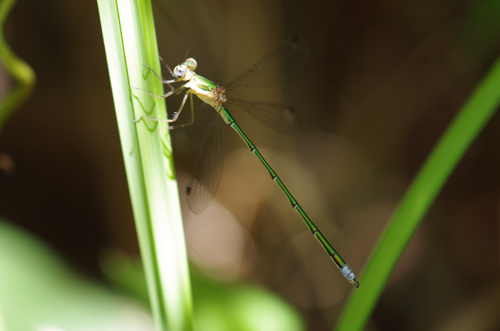 ウチワ兄弟の池_e0167571_22175524.jpg