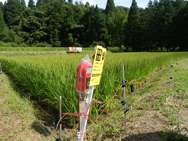 8月16日の田んぼ(月光原小・西根小)_d0247484_1422027.jpg