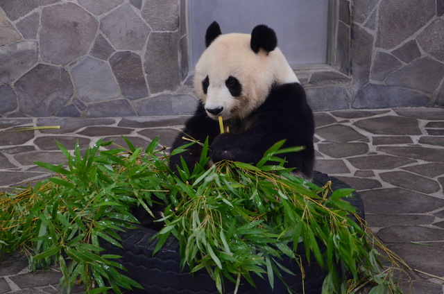 ２０１２年８月　王子動物園　トワイライトZoo_a0052986_23562471.jpg