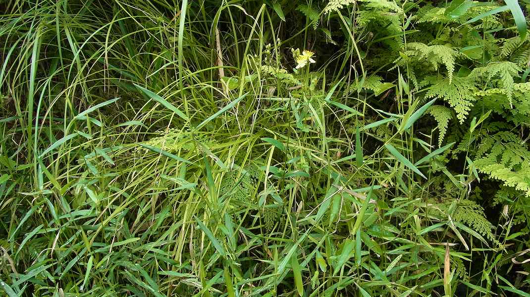 トンボの羽根の構造は?　　黄色の花は何?_a0152692_17403111.jpg