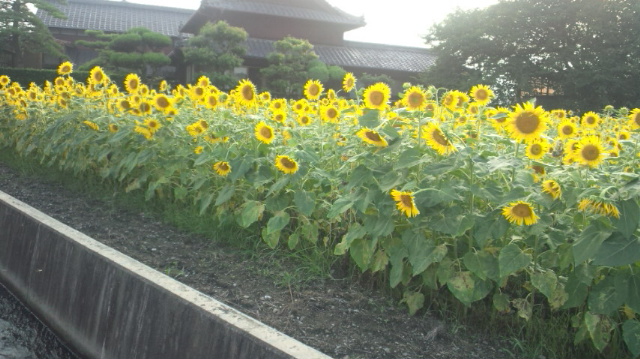 ひまわり畑(中くらい)西条市丹原町今井…2012/8/17_f0231709_87998.jpg