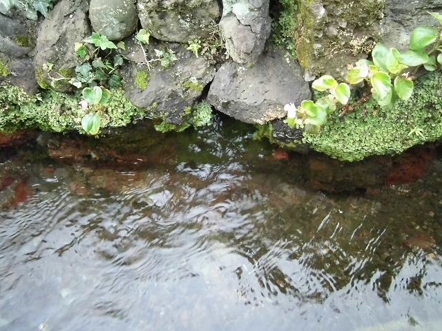 わきみず寺(法雲寺)の灯籠流し_f0141310_7305731.jpg