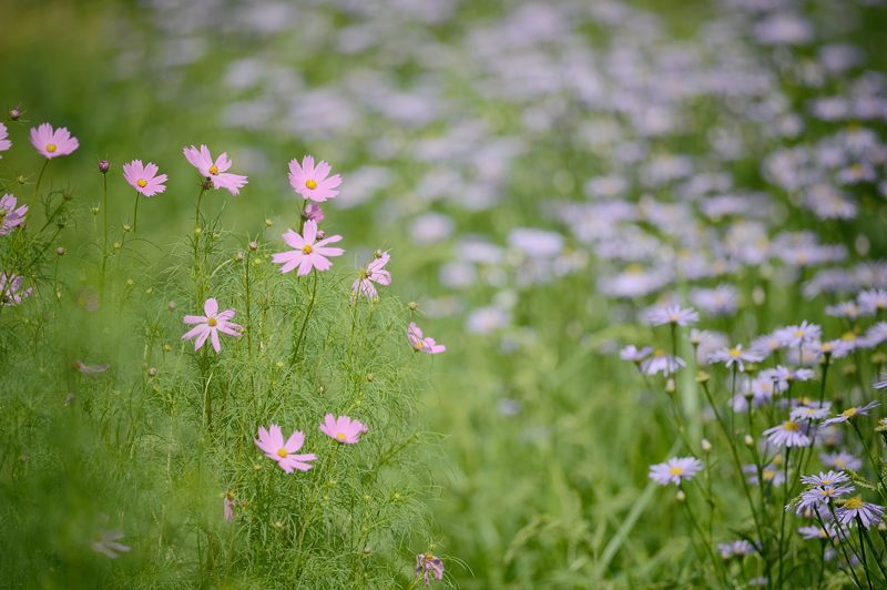 久多の里・北山友禅菊 其の一_f0032011_19141195.jpg