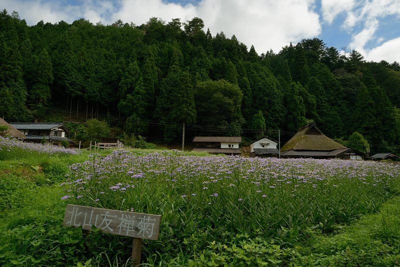 久多の里・北山友禅菊　其の一_f0032011_197512.jpg