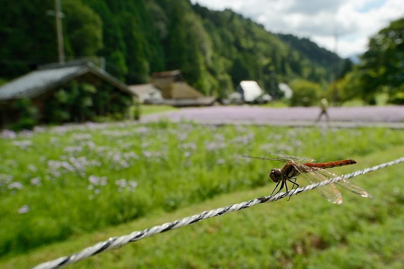 久多の里・北山友禅菊 其の一_f0032011_1983376.jpg