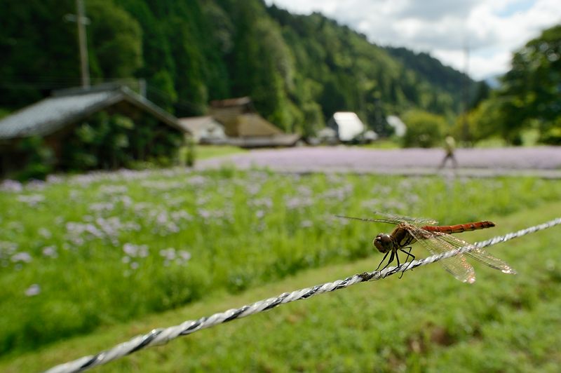 久多の里・北山友禅菊　其の一_f0032011_1983376.jpg