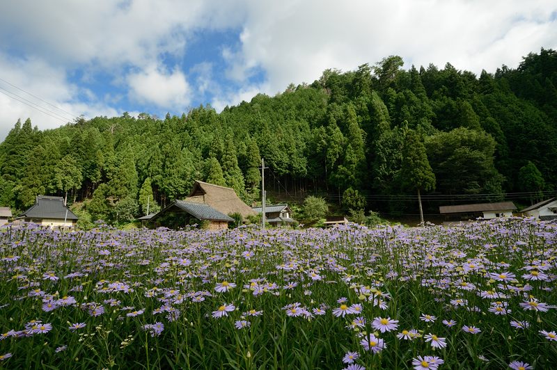 久多の里・北山友禅菊　其の一_f0032011_199718.jpg