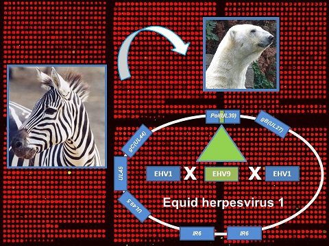 ドイツ・ヴッパータール動物園の故イェルカの死因はヘルペスウィルス(Zebra herpesvirus)の感染と判明_a0151913_12222396.jpg