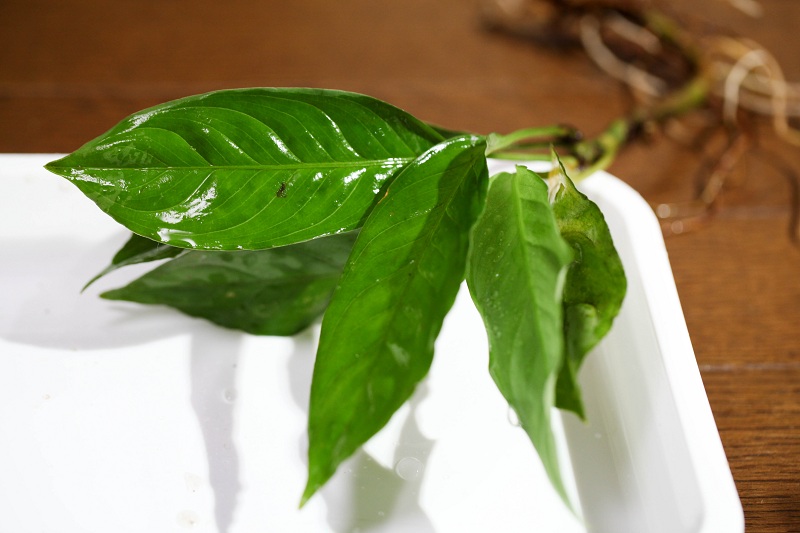 Aglaonema sp. Green \"Sanggau\" (TB) #1_a0141717_21464891.jpg