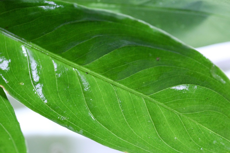 Aglaonema sp. Green \"Sanggau\" (TB) #1_a0141717_2148436.jpg