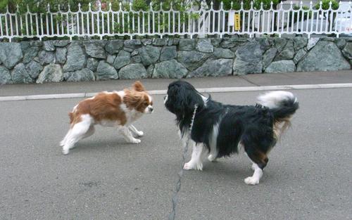 c0051132_20515292.jpg