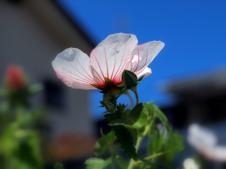 8.17　LG庭 矢の根梵天花（別名 高砂芙蓉） 旬になりました_d0241937_93233.jpg