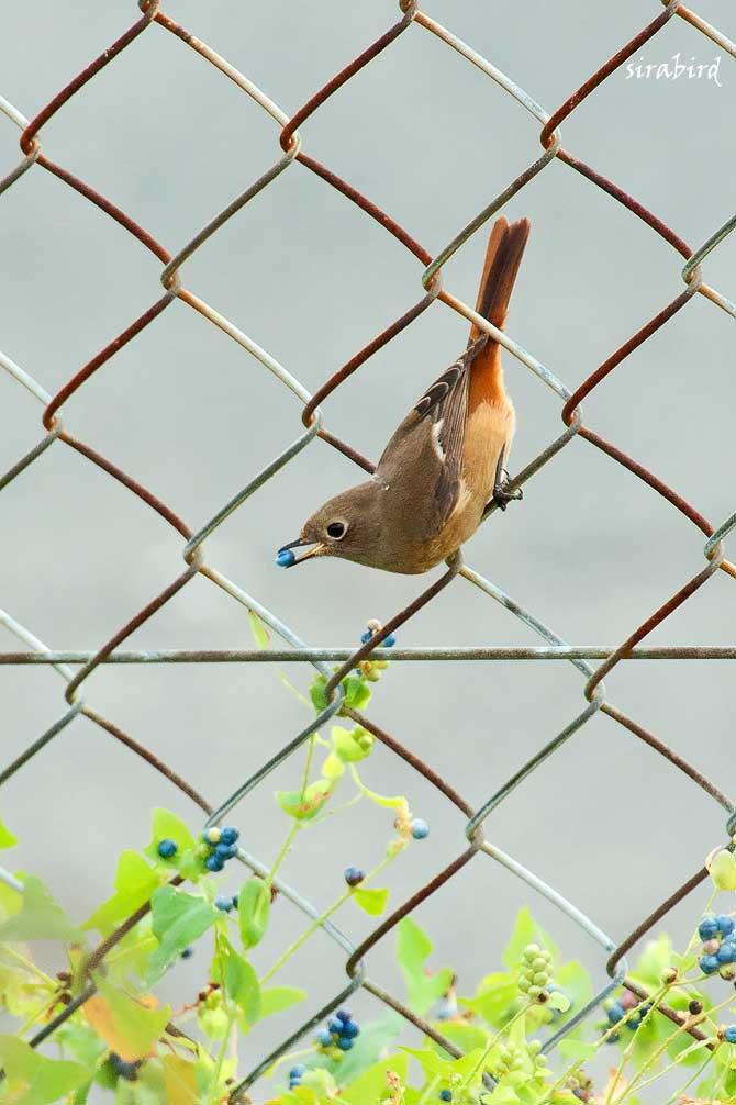 ジョウビタキ（冬鳥　尉鶲／常鶲、全長約14㎝）_d0238245_10421451.jpg